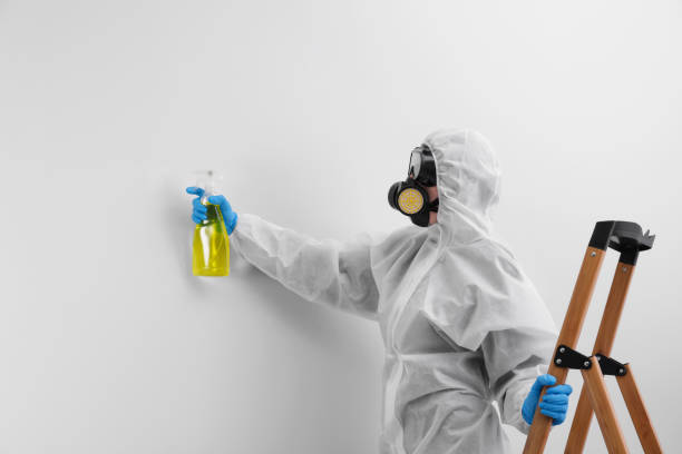 Best Emergency Mold Remediation in Kennett, MO